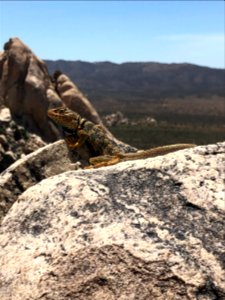 Collared Lizard photo