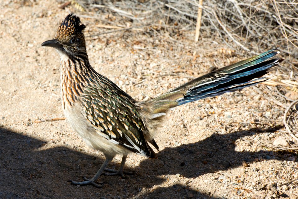 Greater roadrunner (Geococcyx californianus)