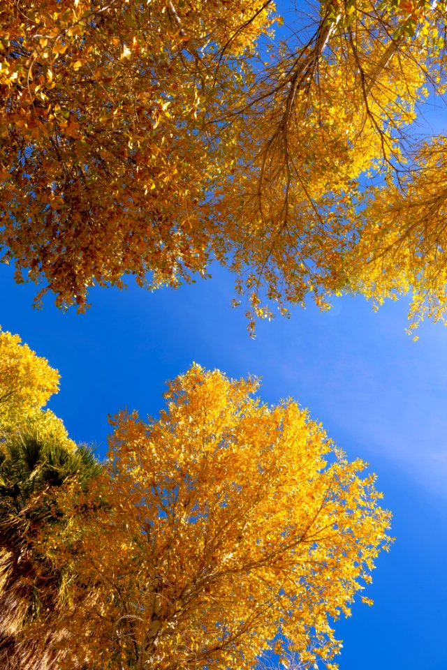 Frémont's cottonwood (Populus fremontii) foliage at Cottonwood Springs