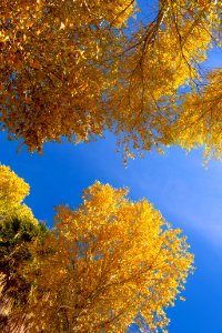 Frémont's cottonwood (Populus fremontii) foliage at Cottonwood Springs photo