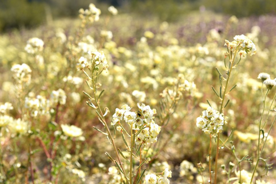 Brown-Eyed Primrose, Camissonia claviformis