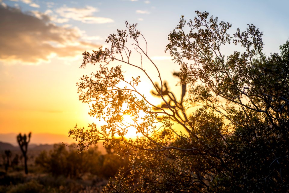 Creosote bush in Queen Valley at sunset photo