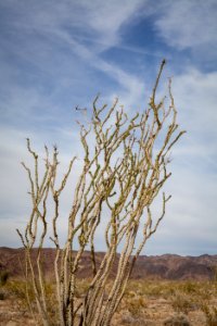 Ocotillo patch mid-April
