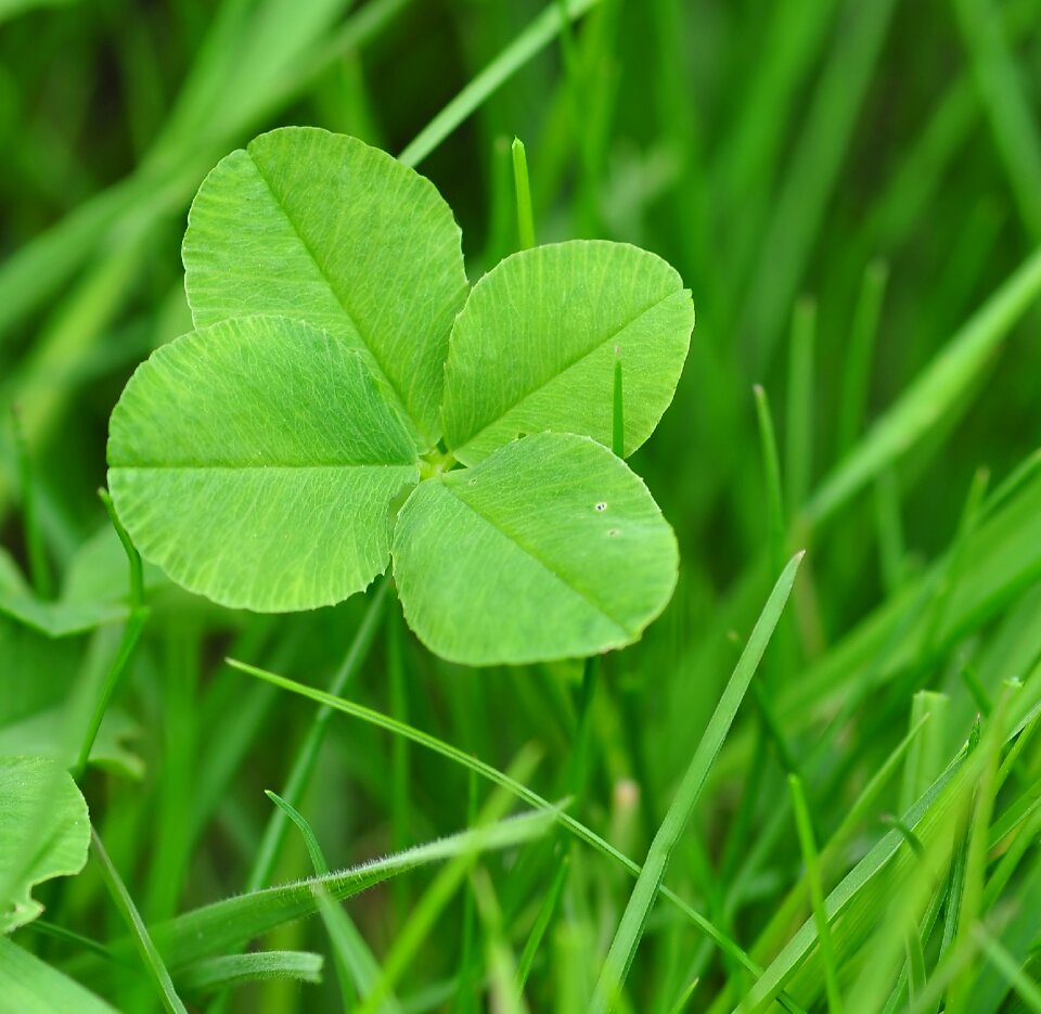 Klee lucky charm shamrocks