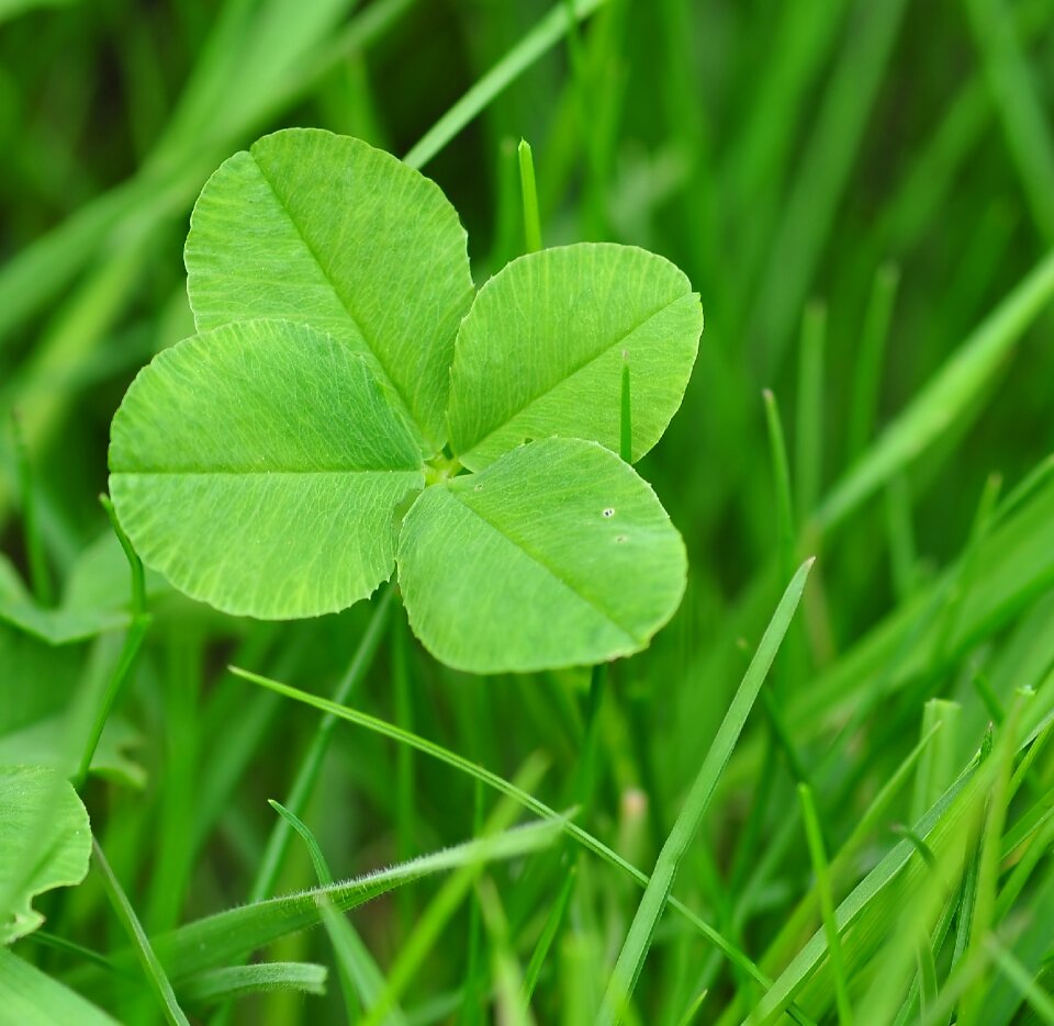 Klee lucky charm shamrocks photo