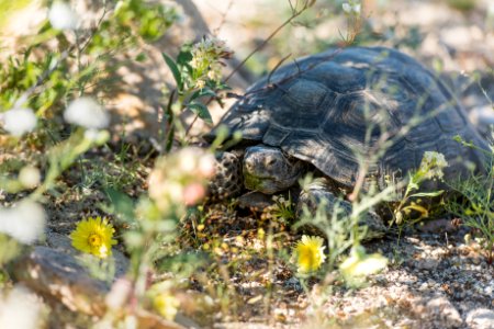 Desert tortoise in shade under creosote bush photo