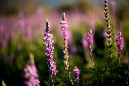 Arizona Lupine near Cottonwood