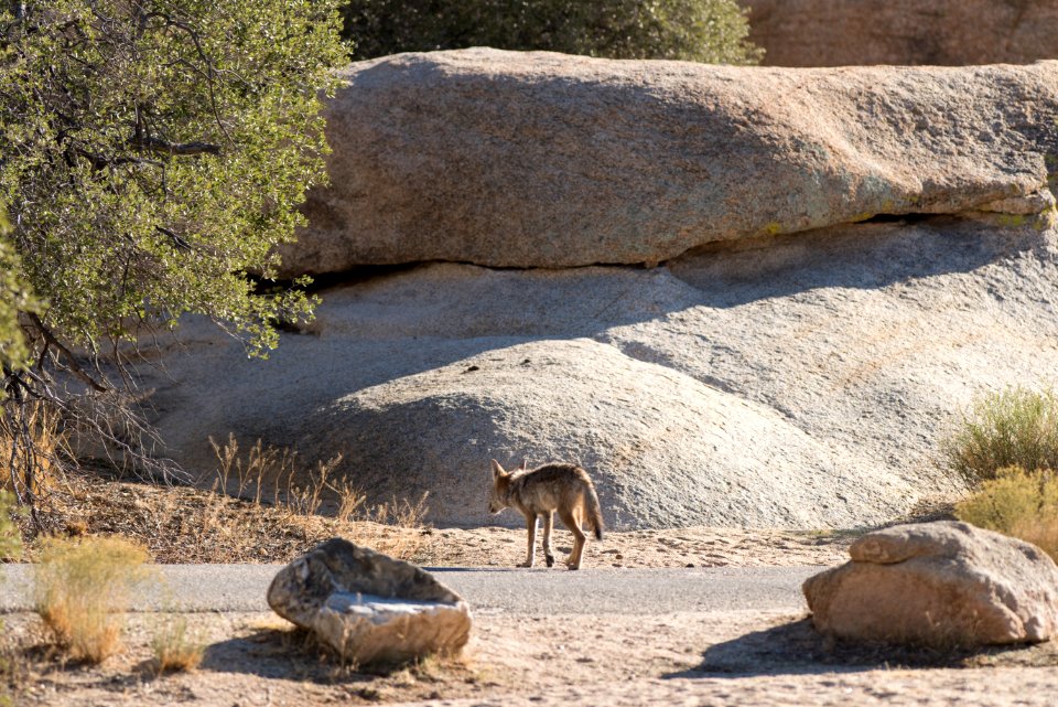 Coyote at Hidden Valley Campground