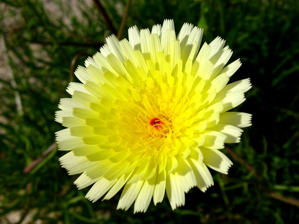 Smooth desert dandelion (Malacothrix glabrata); Bajada