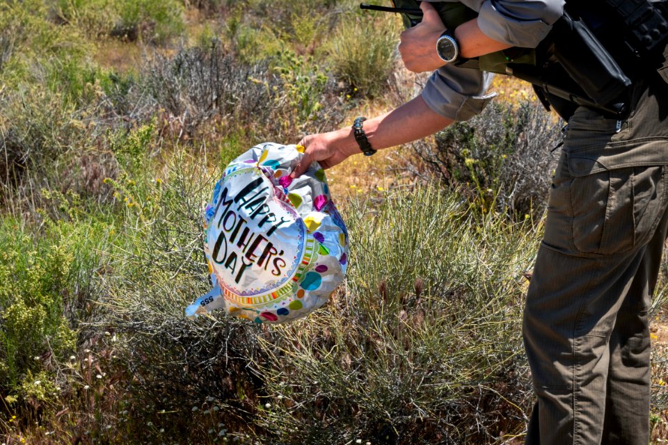 Park ranger picking up balloon litter