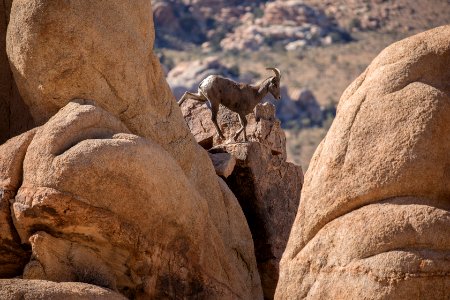 Bighorn Sheep