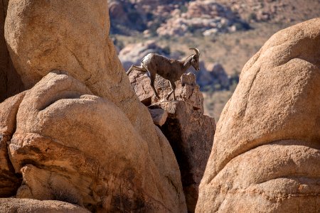 Bighorn Sheep photo