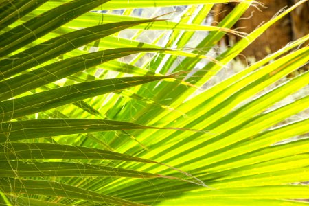 Palm fronds at Cottonwood Spring photo