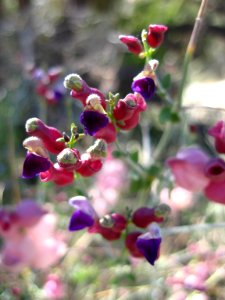 Bladder-sage (Scutellaria mexicana); Hidden Valley