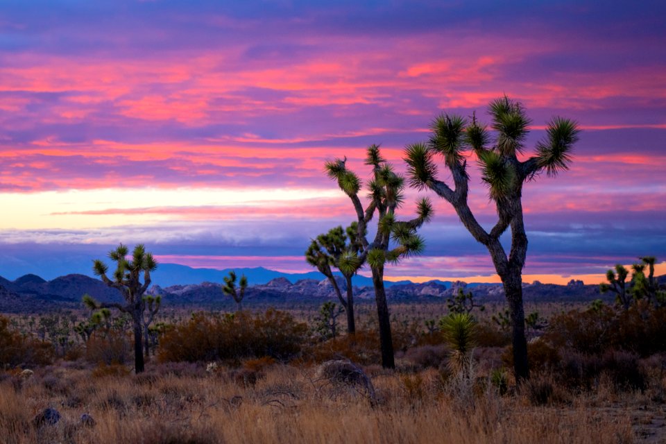 Joshua trees in Queen Valley at Sunset