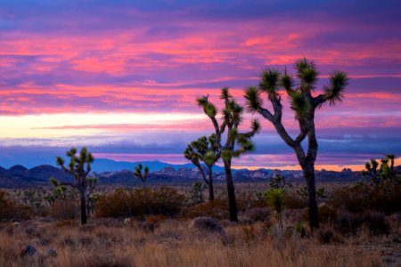 Joshua trees in Queen Valley at Sunset photo