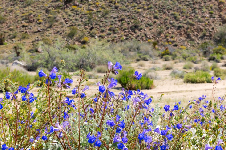 California bluebell (Phacelia campanularia) in the Cottonwood area