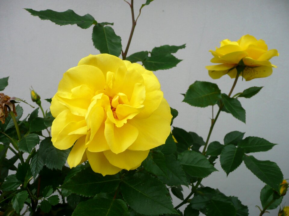 Bloom nature recording park