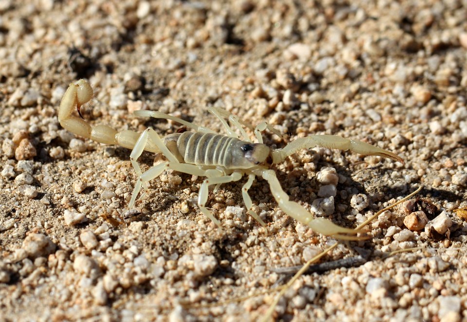 Giant Hairy Scorpion, Hadrurus sp.