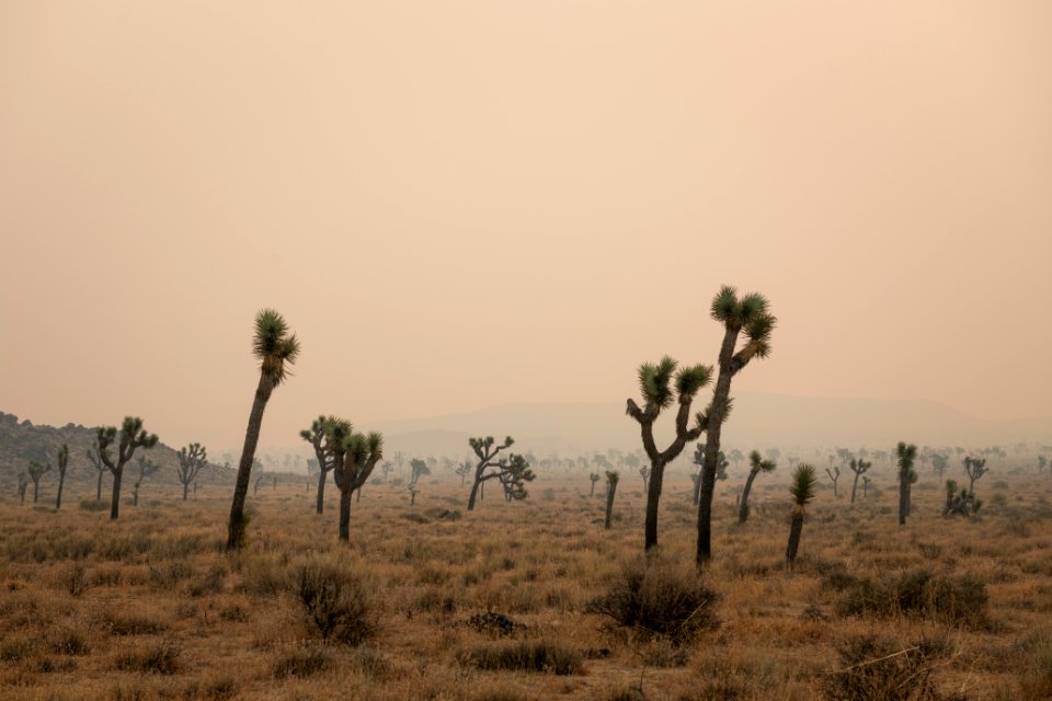 Joshua trees in Queen Valley shrouded in wildfire smoke