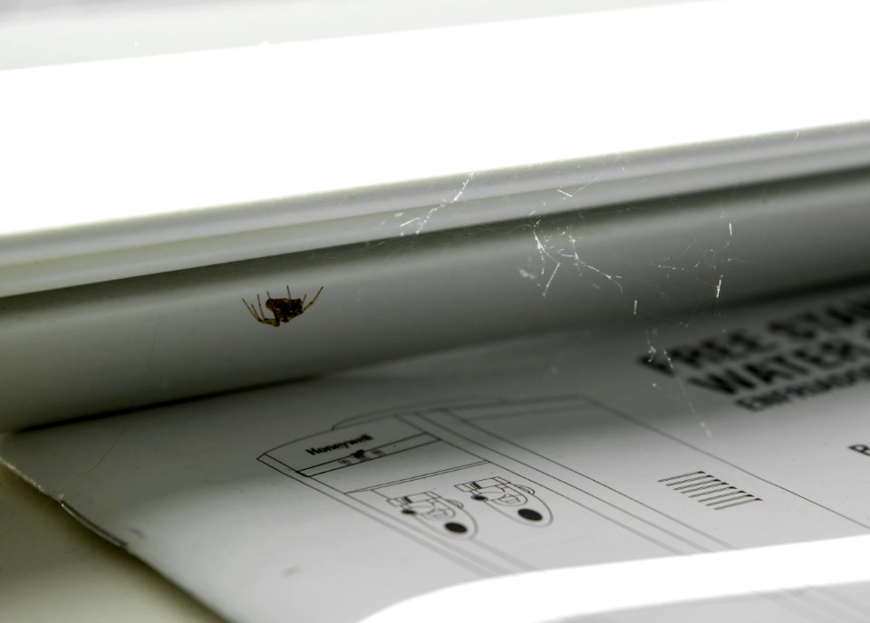 A Floating Spider