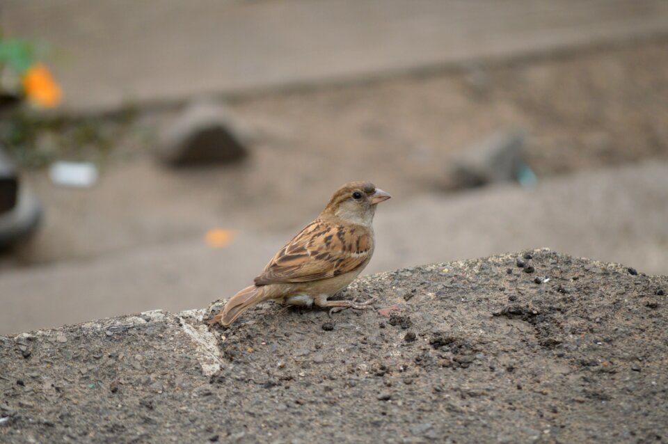 Fauna nature quality