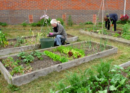 Amersham Road Community Garden (1) photo