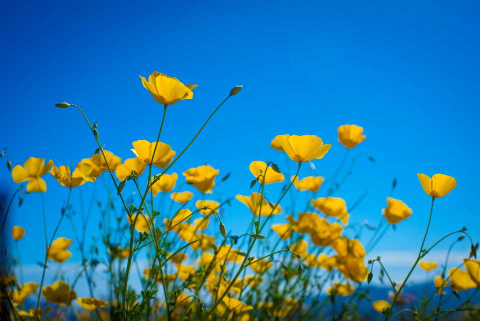 Poppy Flowers Near South Entrance