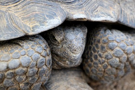 Male Desert Tortoise photo