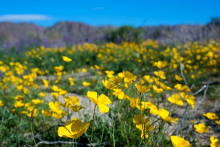 Poppy Flowers Near South Entrance