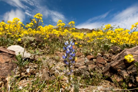 Yellowcups and lupine blooming north of Wilson Canyon; 3/15/2017 photo