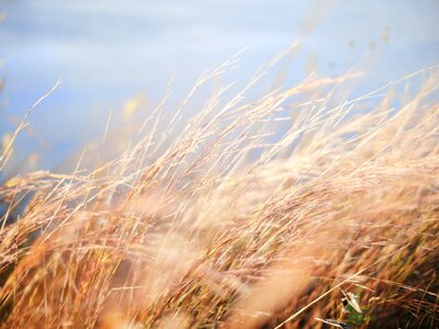 Dried grass mature grain field golden brown photo