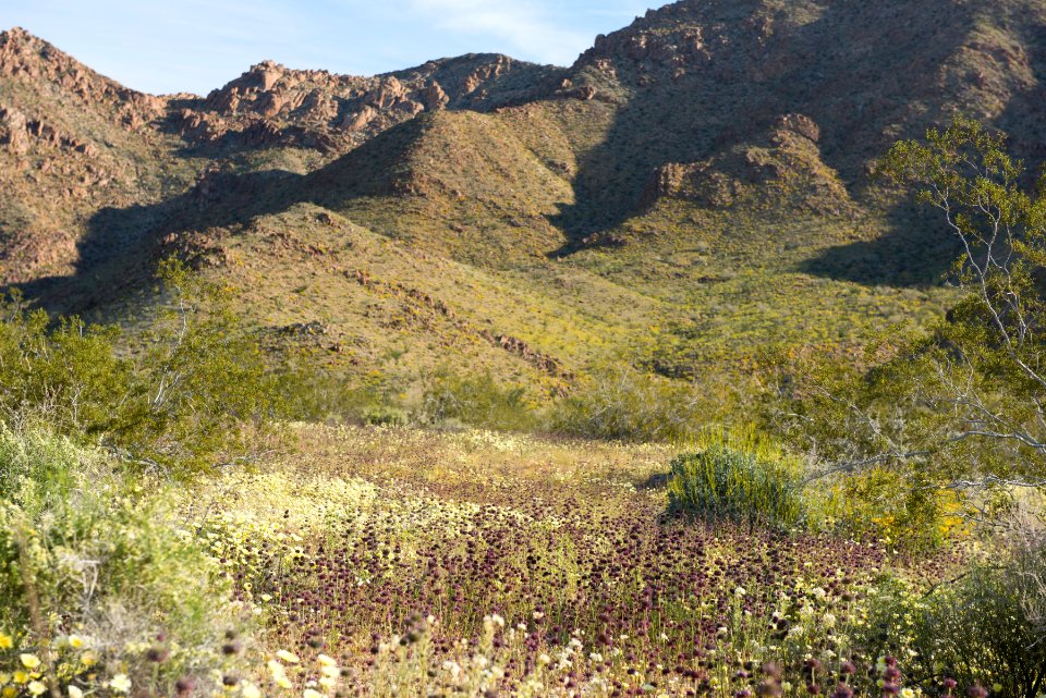Wildflowers near Cottonwood