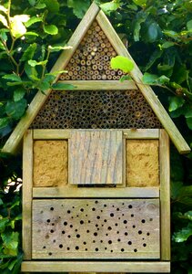 Bee hotel insect wood photo