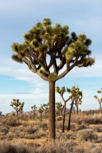 Joshua tree (Yucca brevifolia) growing in Lost Horse Valley photo