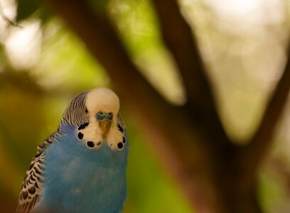 Portrait feather blue