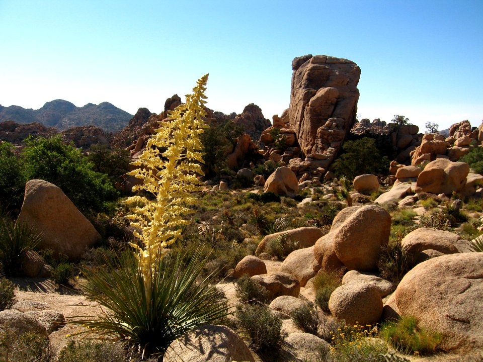 Nolina parryi, Hidden Valley photo