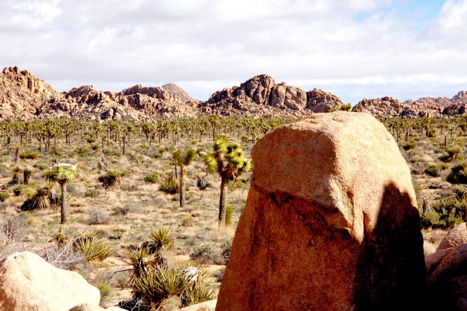 Joshua Tree National Park