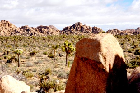 Joshua Tree National Park photo