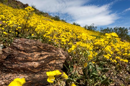 Yellowcups blooming north of Wilson Canyon; 3/15/2017 photo