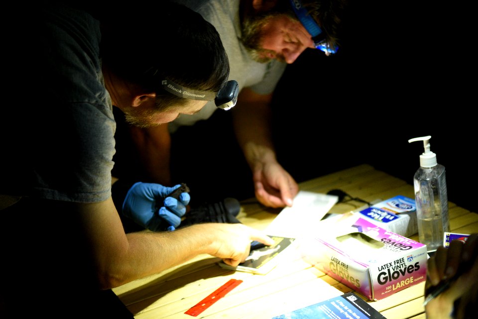 Identifying Bat Species