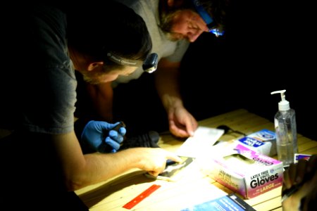 Identifying Bat Species