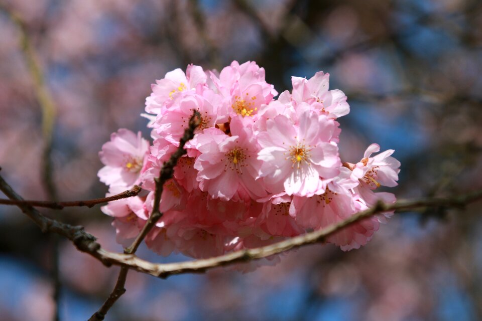 Bloom macro cherry blossom