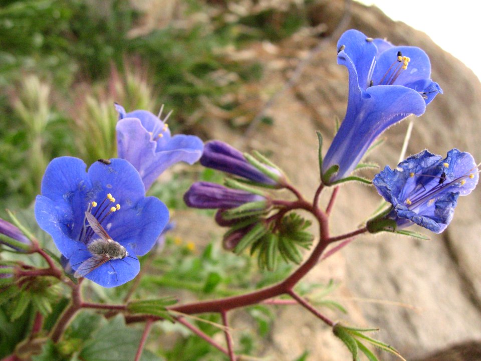 Bee fly (Bombyliidae) on a California bluebell (Phacelia campanularia) in Quail Wash