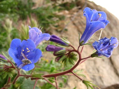 Bee fly (Bombyliidae) on a California bluebell (Phacelia campanularia) in Quail Wash