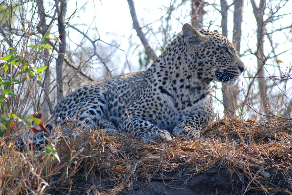Animal feline africa