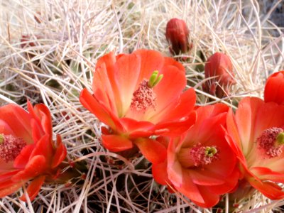 Claret-cup cactus (Echinocereus mojavensis) photo