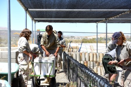Youth Conservation Corps at the Native Plant Nursery