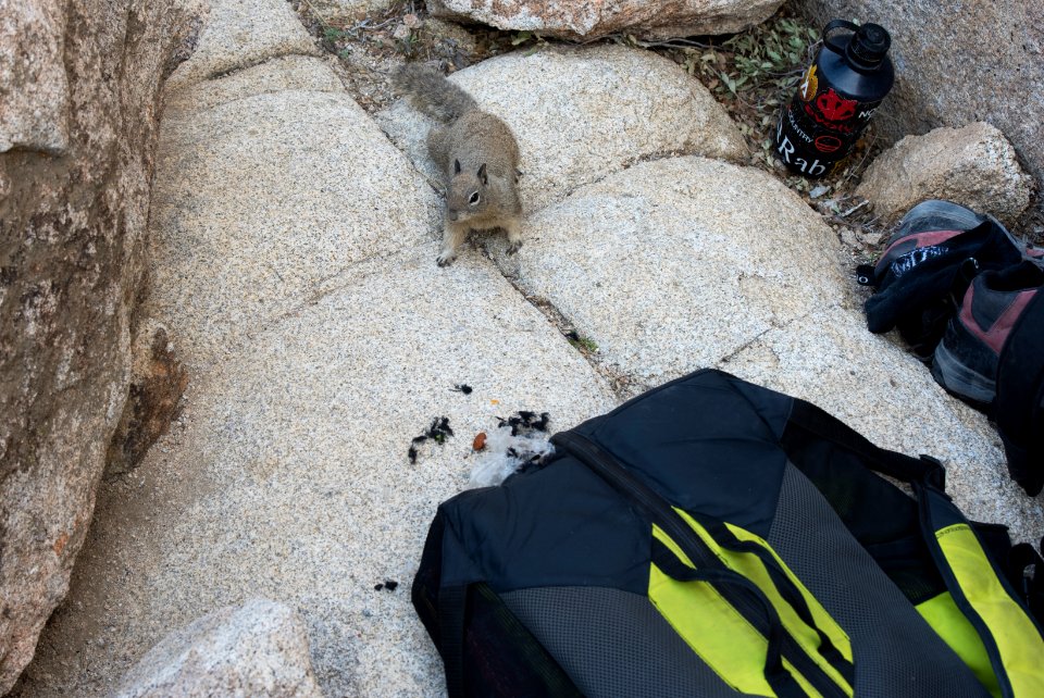 A squirrel has chewed through a backpack for food.