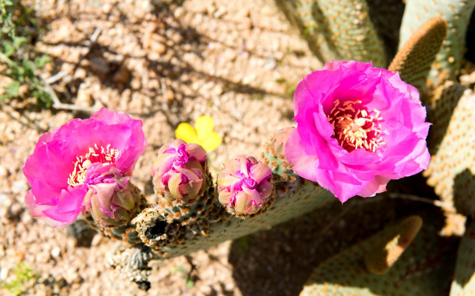 Beavertail Cactus